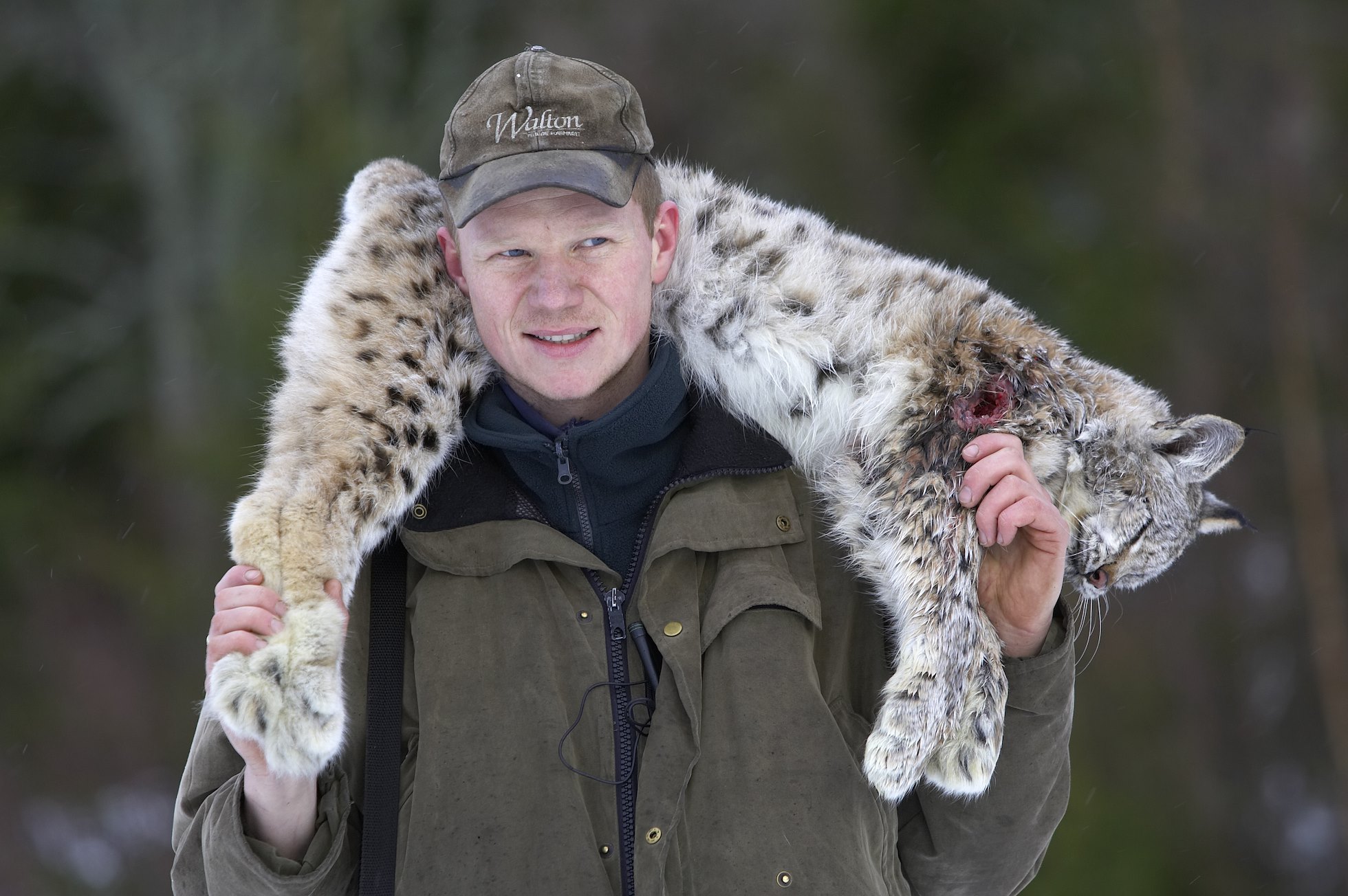 Norwegian hunter with recently shot lynx as part of government quota system, Nord-Trondelag, Norway.